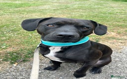 Mixed Breed dogs for sale: Staffy x for rehome ‼️ - Image 6