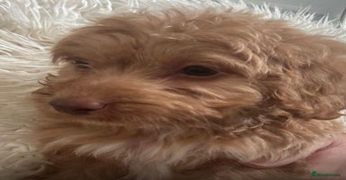 Cockapoo dogs in Norwich - Advert 9