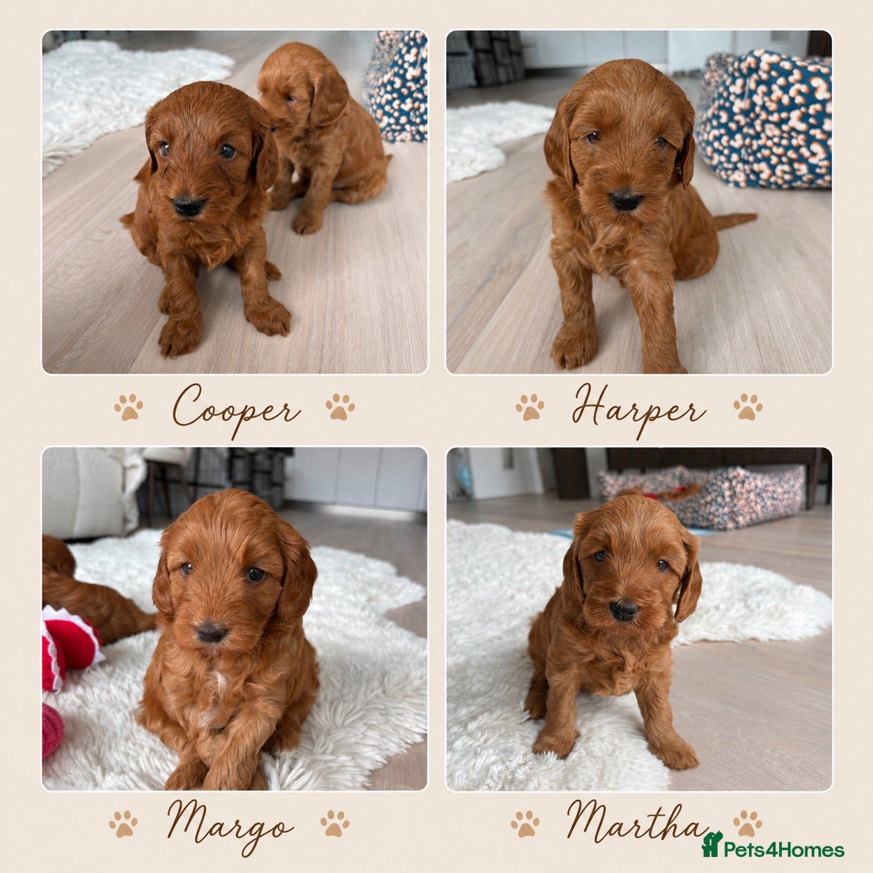 Australian Labradoodle dogs Stunning Mini Australian Labradoodles Puppies 🐾 - Advert 3