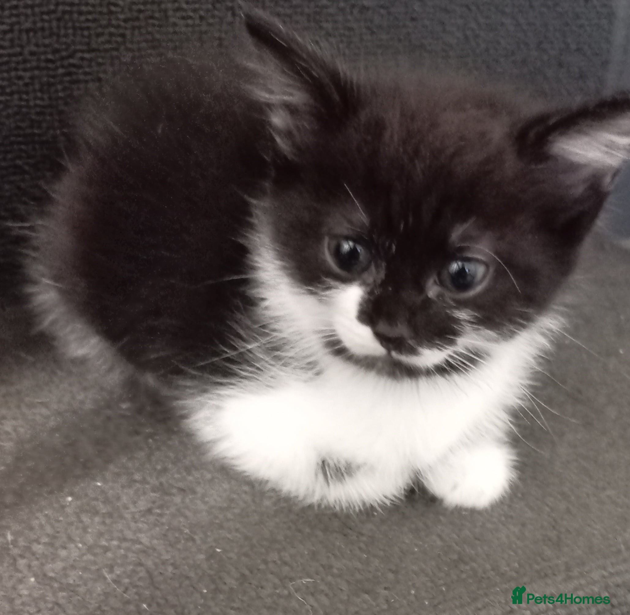 Mixed Breed cats 3 kittens for sale  - Advert 10