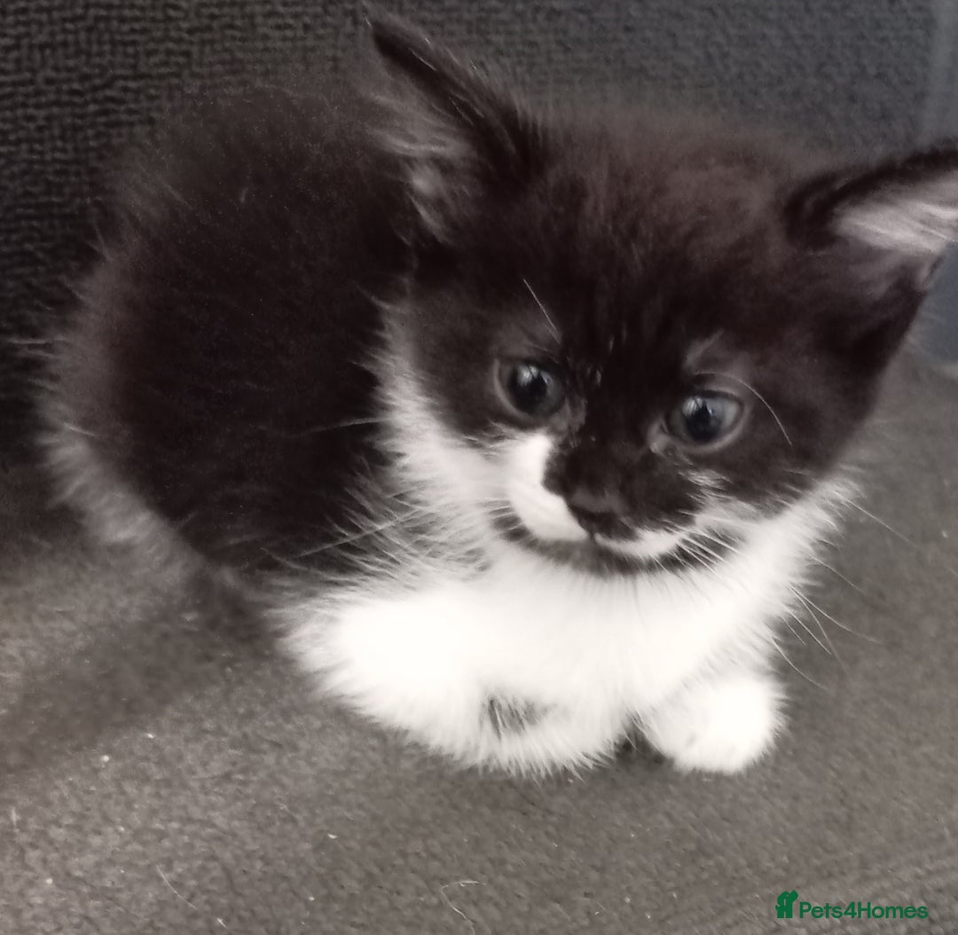 Mixed Breed cats for sale: 3 kittens for sale  - Advert 1