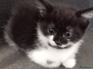 Mixed Breed cats 3 kittens for sale - Advert 1