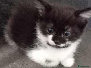 Mixed Breed cats 3 kittens for sale - Advert 20