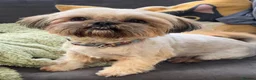 Shih Tzu dogs for sale: Stunning quality Imperial Shih Tzu boy puppies  - Advert 7