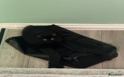 British Shorthair cats for sale: Two life long partners need their forever home - Image 3