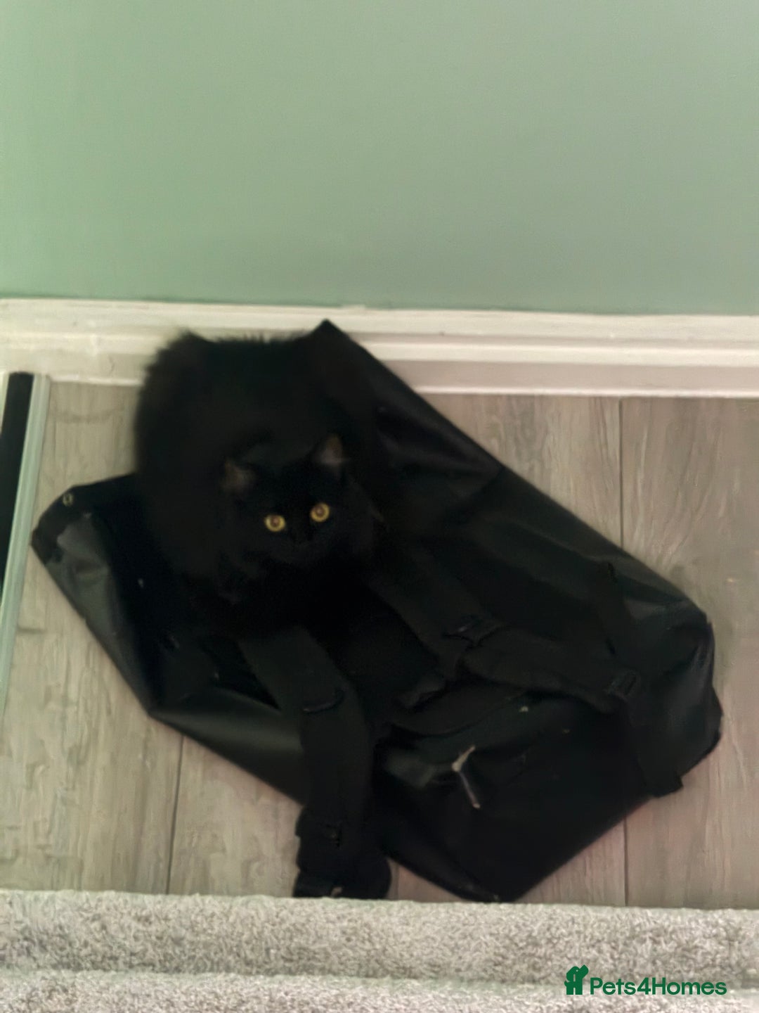 British Shorthair cats for sale: Two life long partners need their forever home - Image 3