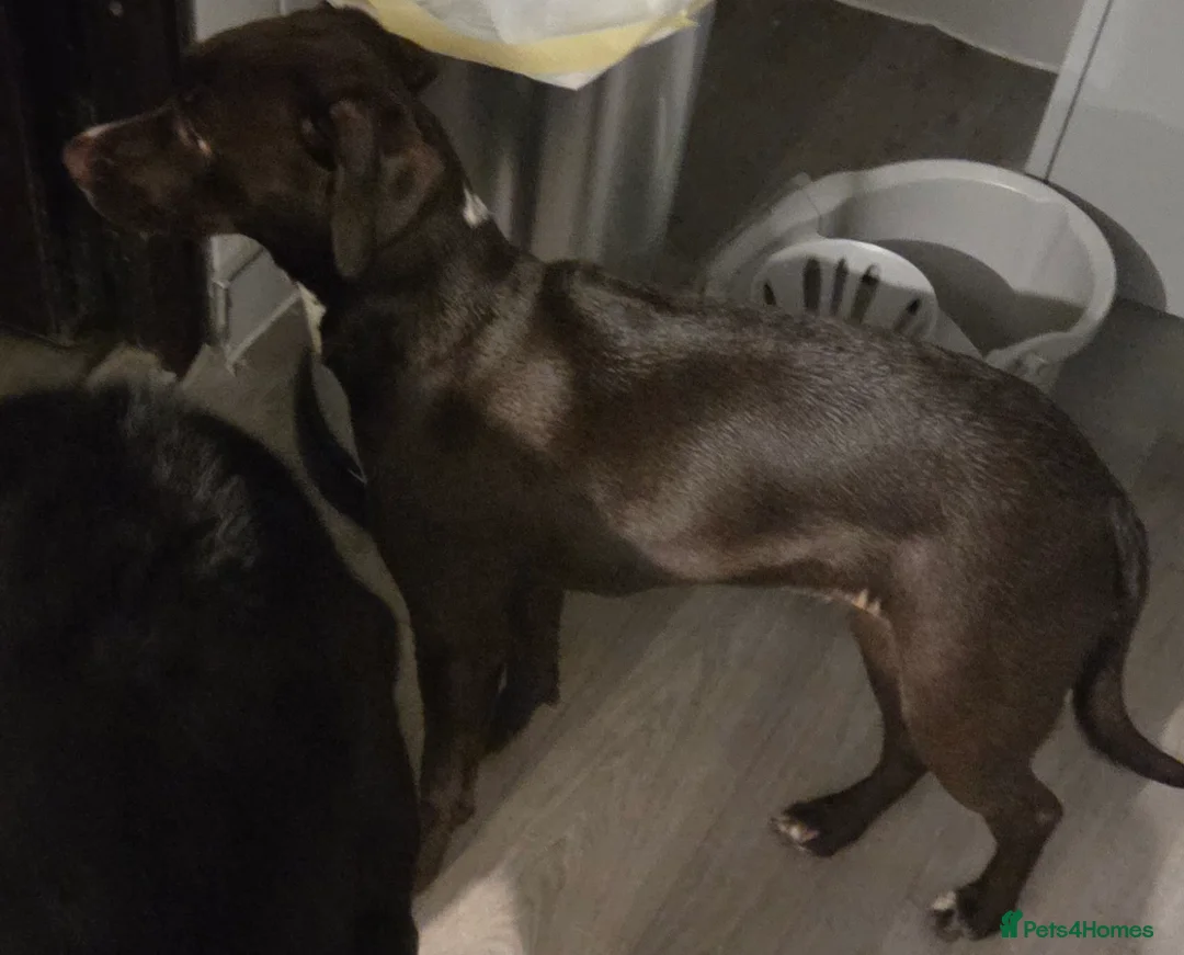 Springador dogs for sale: Bright People Focused Dog  - Advert 2