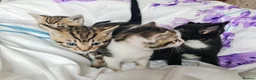 Mixed Breed cats for sale: Adorable & Playful Kittens Raised with Kids  - Advert 11