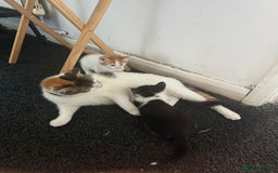 Mixed Breed cats for sale: 2 female kittens  - Image 14