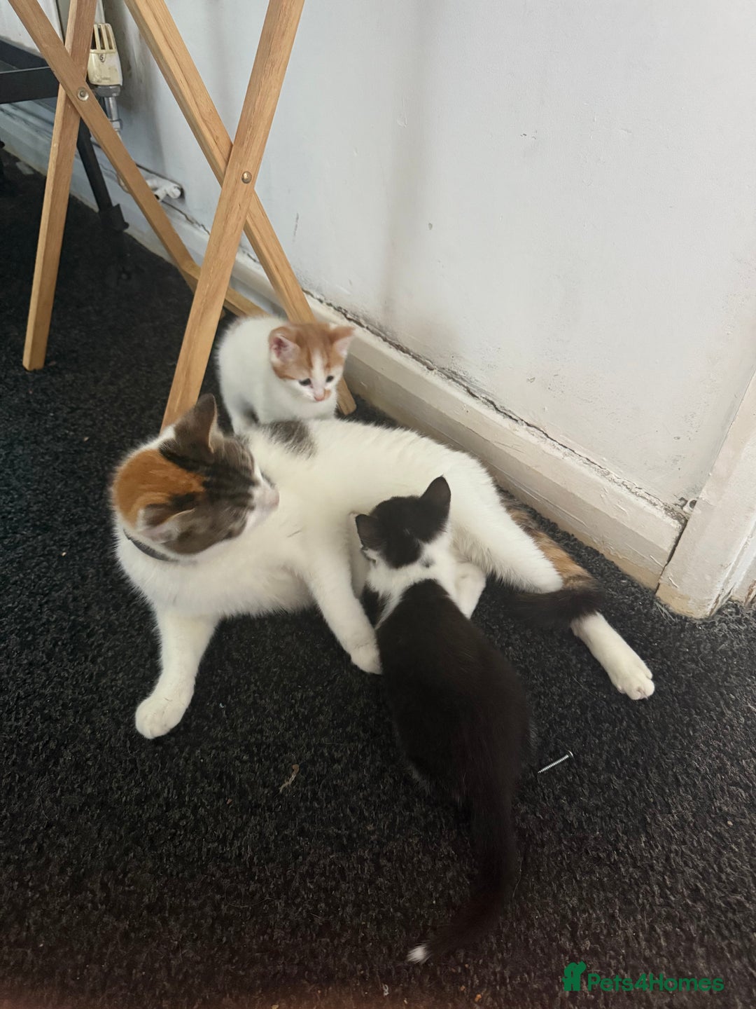 Mixed Breed cats for sale: 2 female kittens  - Image 14