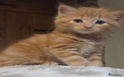 Maine Coon cats for sale: Fluffy ginger and cream maine coon cross kittens - Image 17