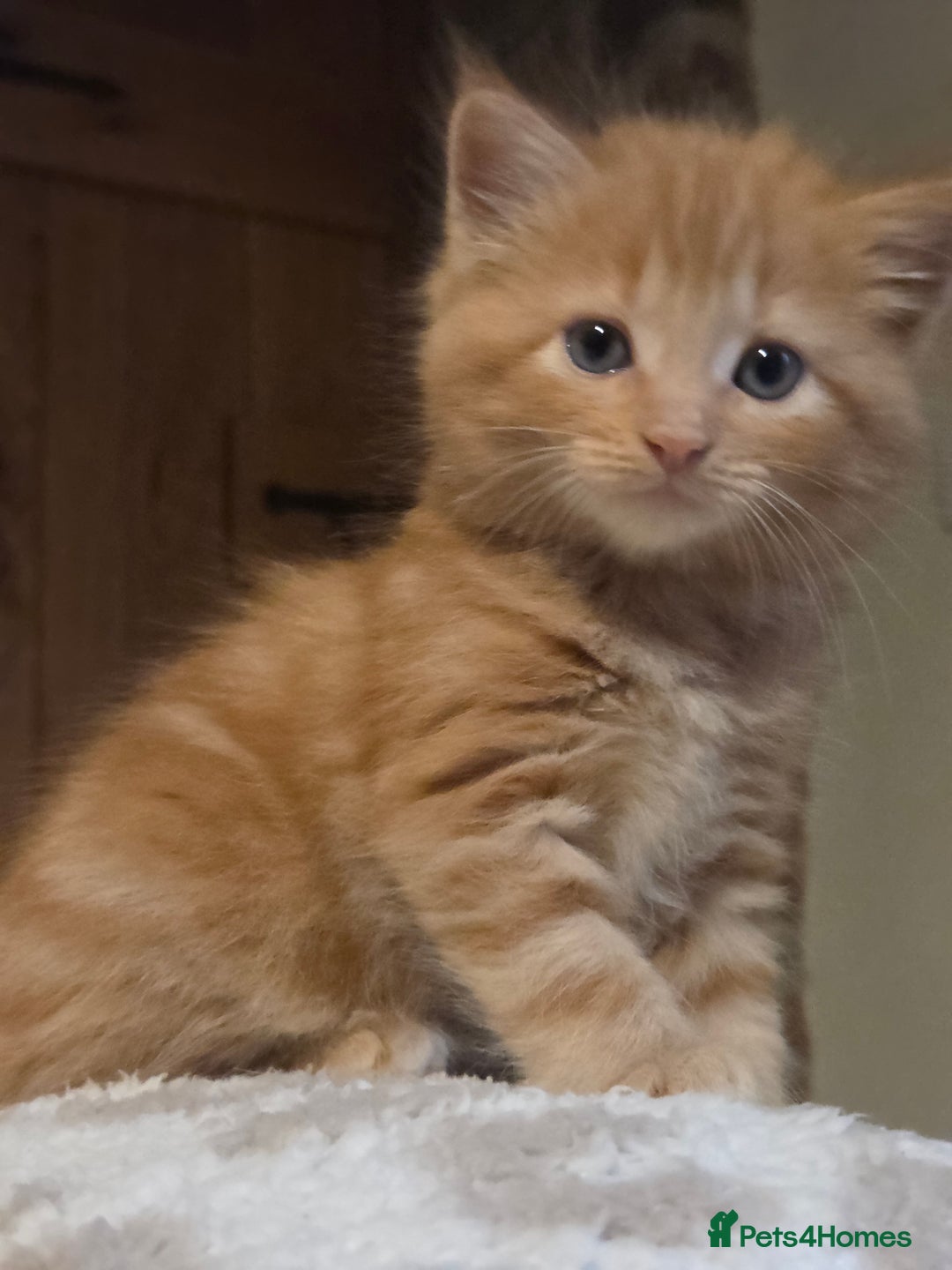 Maine Coon cats for sale: Fluffy ginger and cream maine coon cross kittens - Image 17