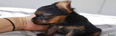 Yorkshire Terrier 5