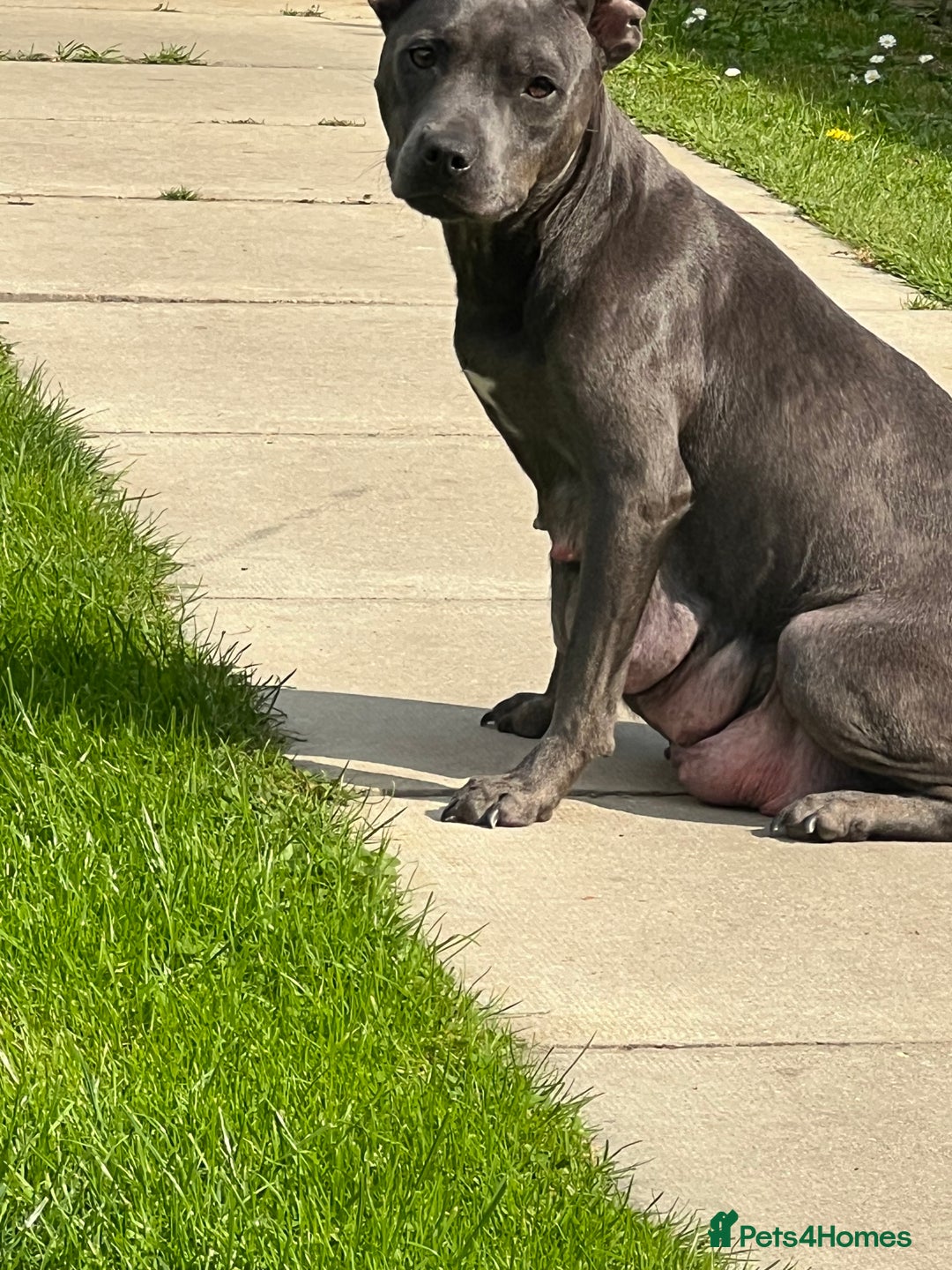 Staffordshire Bull Terrier dogs for sale: Stunning stocky blue Staffordshirebull terrier  - Advert 1
