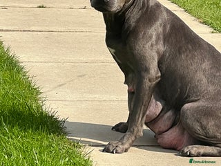 Staffordshire Bull Terrier dogs Stunning stocky blue Staffordshirebull terrier - Advert 2