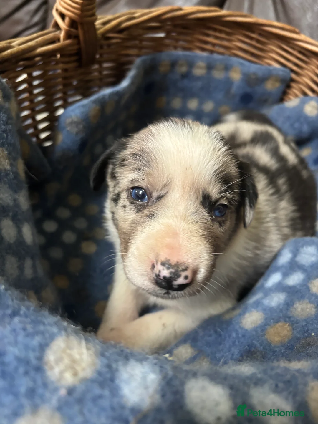 Border Collie dogs for sale: Working Border collie puppies  - Advert 2
