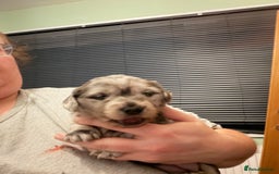 Dachshund dogs for sale: 2 beautiful girls - Image 15
