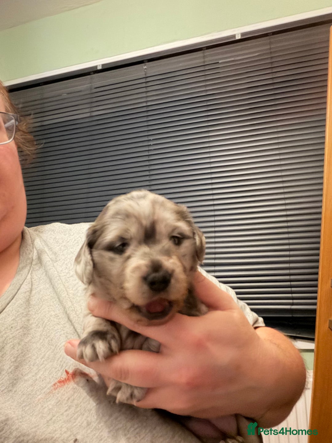 Dachshund dogs for sale: 2 beautiful girls - Image 15
