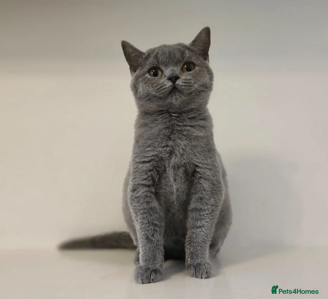 British Shorthair cats for sale: ‼️1 LEFT REDUCED‼️ GCCF REGISTERED BSH 🐻 🧸  - Advert 15