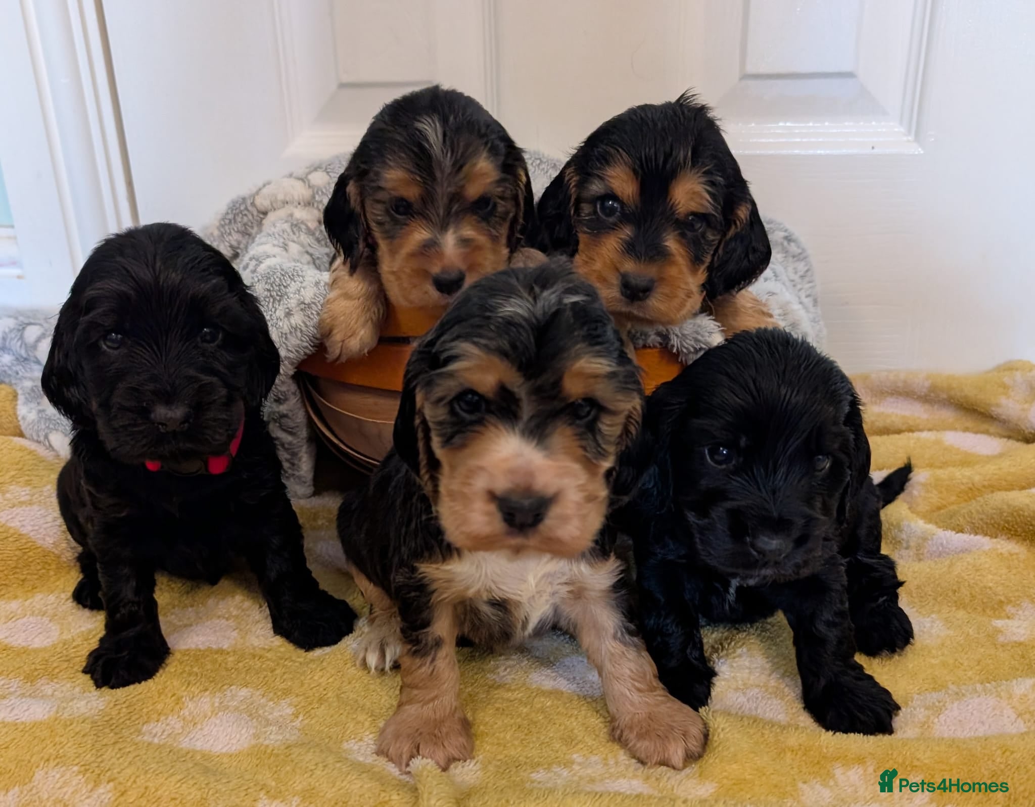 Cocker Spaniel dogs Kc Health Tested Show Type Cocker Spaniel Puppies - Advert 18