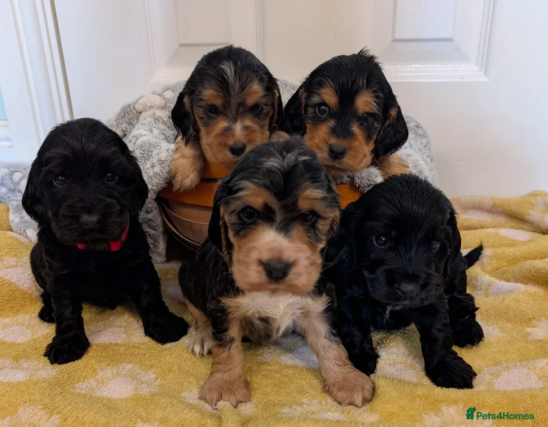 Cocker Spaniel dogs for sale: Kc Health Tested Show Type Cocker Spaniel Puppies - Advert 1