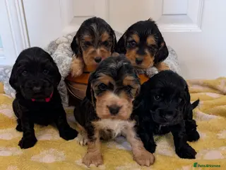 Cocker Spaniel dogs Kc Health Tested Show Type Cocker Spaniel Puppies - Advert 18