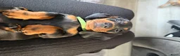 Miniature Dachshund dogs for sale: 3 Mini Daxi Puppies ready to leave - Advert 16