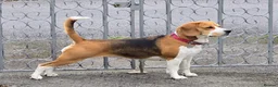 Beagle dogs for sale: Beautiful Pedigree Tri Colour Beagle Puppies - Advert 6