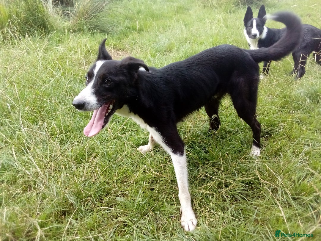 Border Collie dogs for sale: Border Collie dog, rehoming  - Image 4