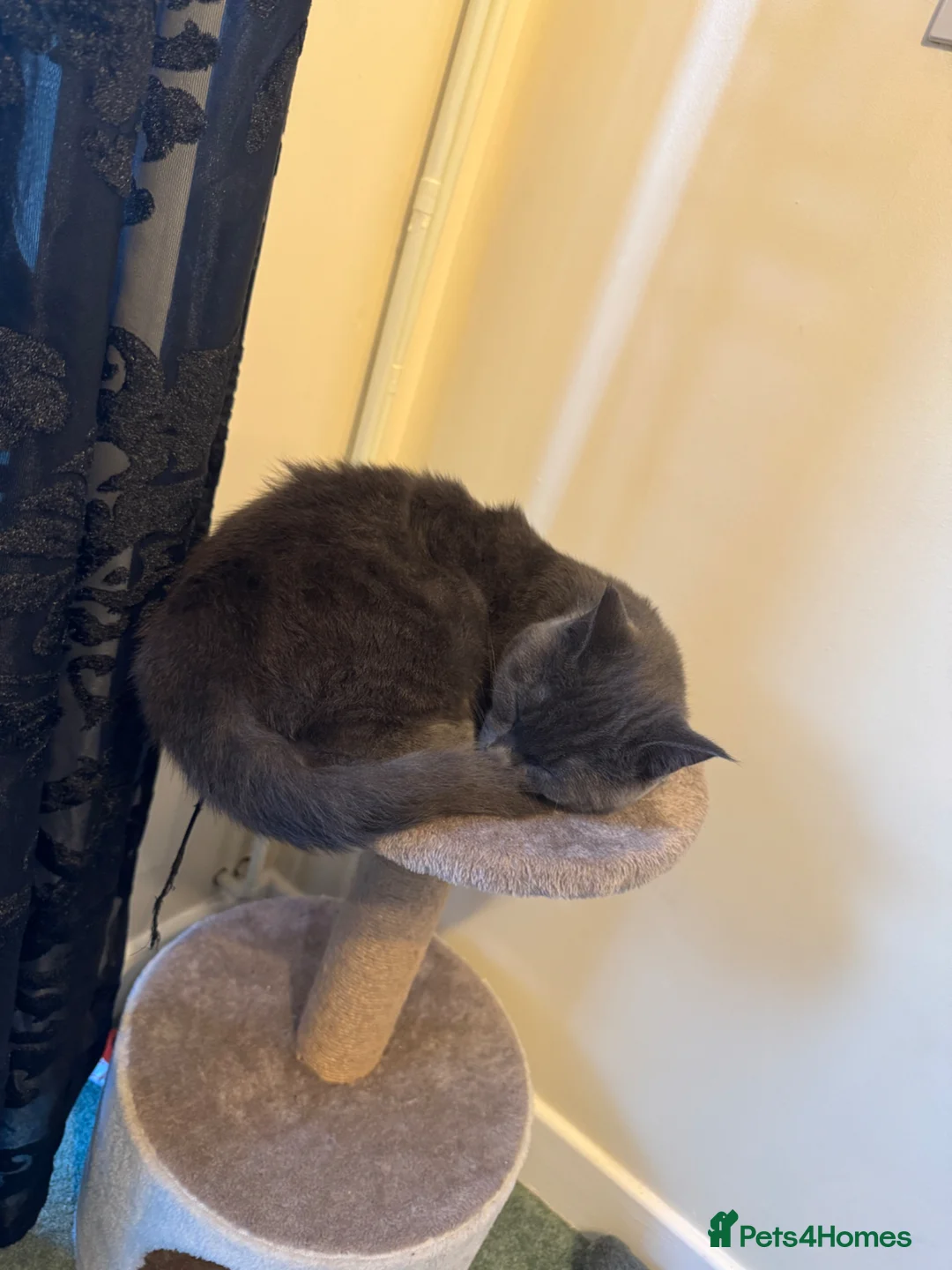 Mixed Breed cats for sale: Maine Coon x BSH boy  - Advert 4