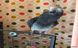 Parrots birds for sale: Timneh parrot male 20 years old  - Image 7