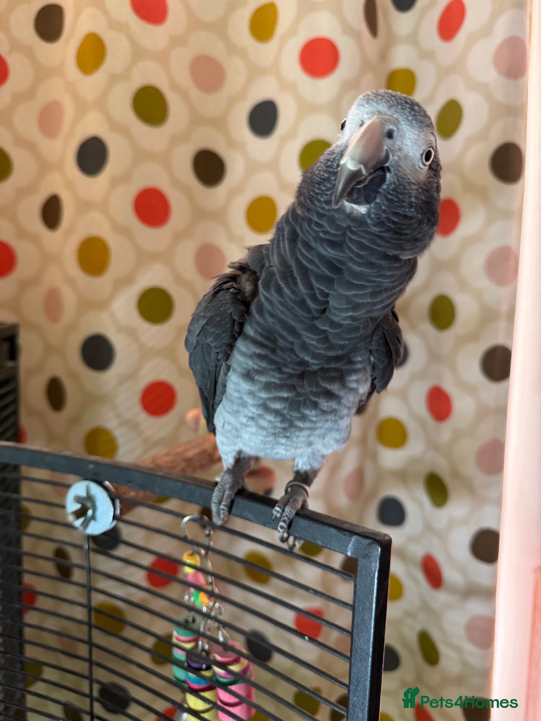 Parrots birds for sale: Timneh parrot male 20 years old  - Image 7