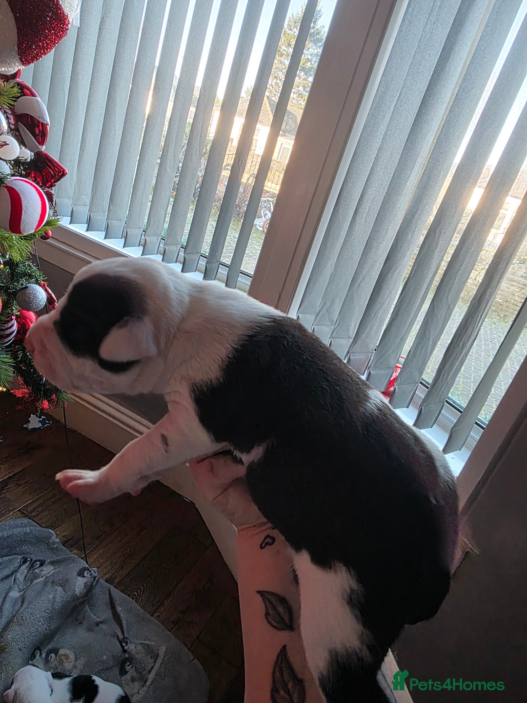 Mixed Breed dogs for sale: Staff x american bulldog puppies - Advert 5