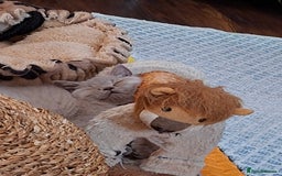 British Shorthair cats for sale: British Blue Short-hair 4 kittens for sale  - Image 5