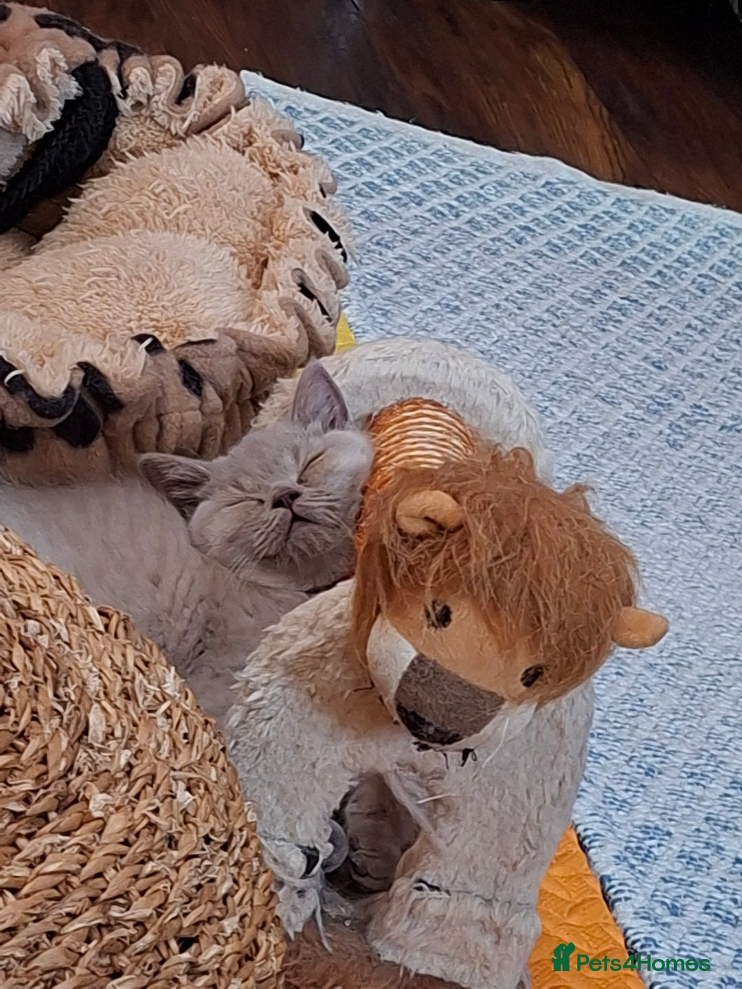 British Shorthair cats for sale: British Blue Short-hair 4 kittens for sale  - Image 5