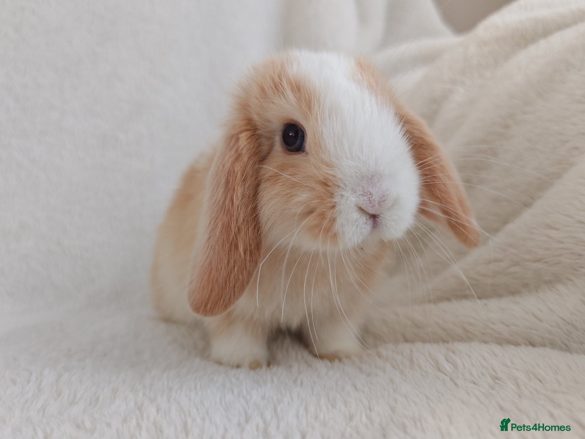 Mini Lop rabbits Beautiful Mini Lop Bunnies  - Advert 16