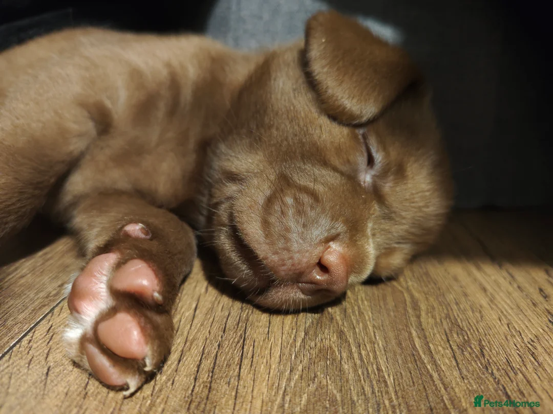 Labrador Retriever dogs for sale: Chocolate Labrador Retriever Puppies-Family Raised - Advert 25