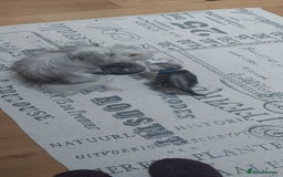 Persian cats for sale: Persian Chinchilla cross kittens for sale  - Image 13