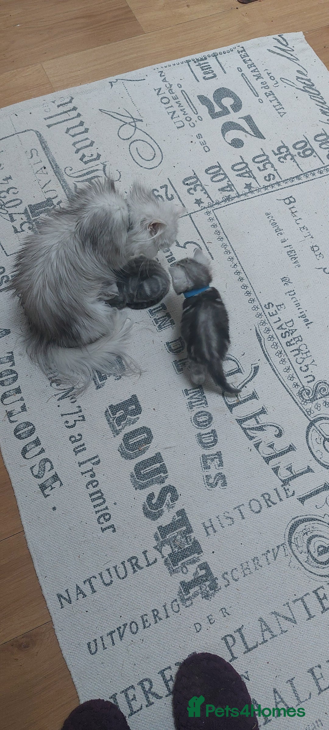 Persian cats for sale: Persian Chinchilla cross kittens for sale  - Image 13