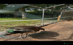 Peafowl poultry for sale: Pair of beautiful peacocks looking for a new home  - Image 2