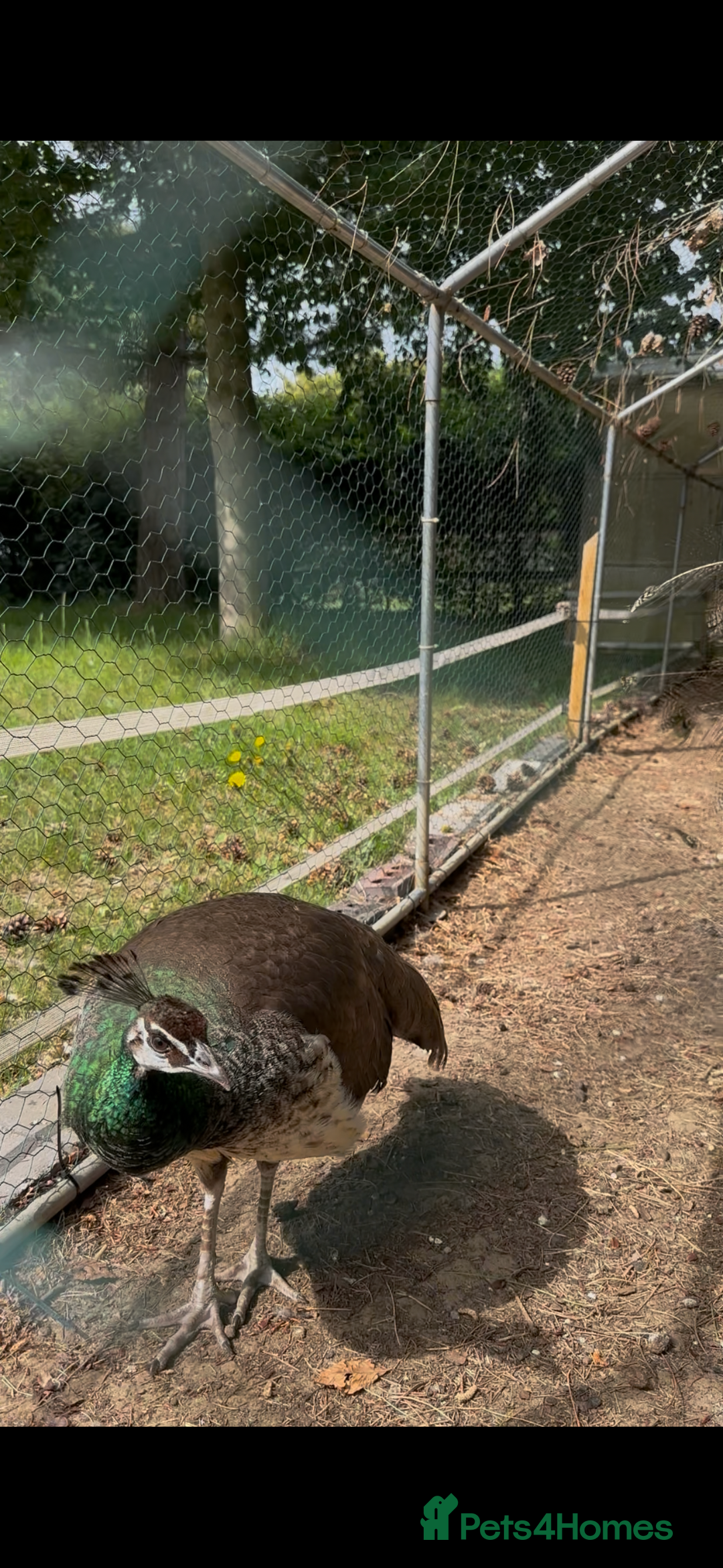 Peafowl poultry for sale: Pair of beautiful peacocks looking for a new home  - Image 2