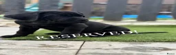Cane Corso dogs for sale: 🐾 1 BOY LEFT CANE CORSO PUPPIES🐾 - Advert 5