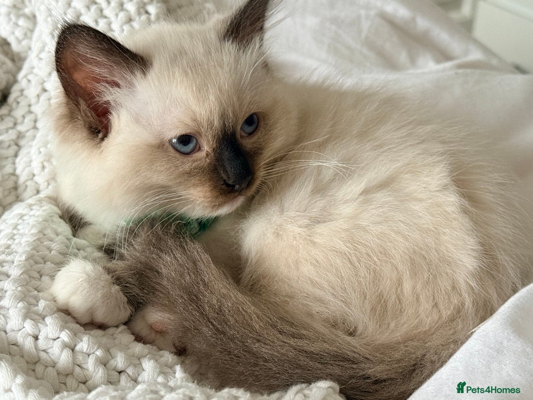 Ragdoll cats for sale: Ragdolls kittens 2 girls & 3 boys  - Image 17