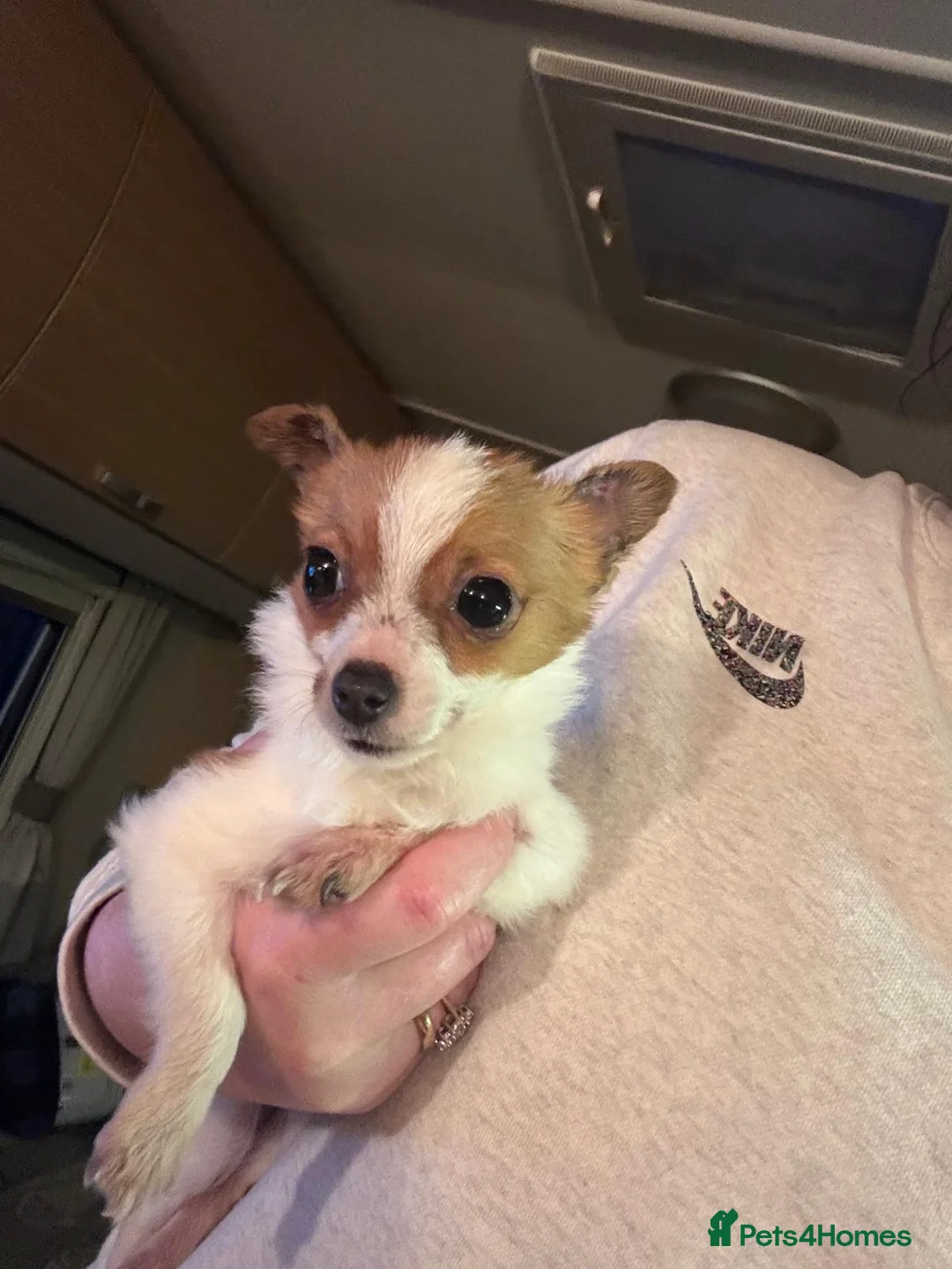 Jack Russell dogs for sale: Gorgeous Miniature Jack Russell  - Advert 1