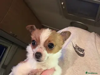 Jack Russell dogs Gorgeous Miniature Jack Russell - Advert 2