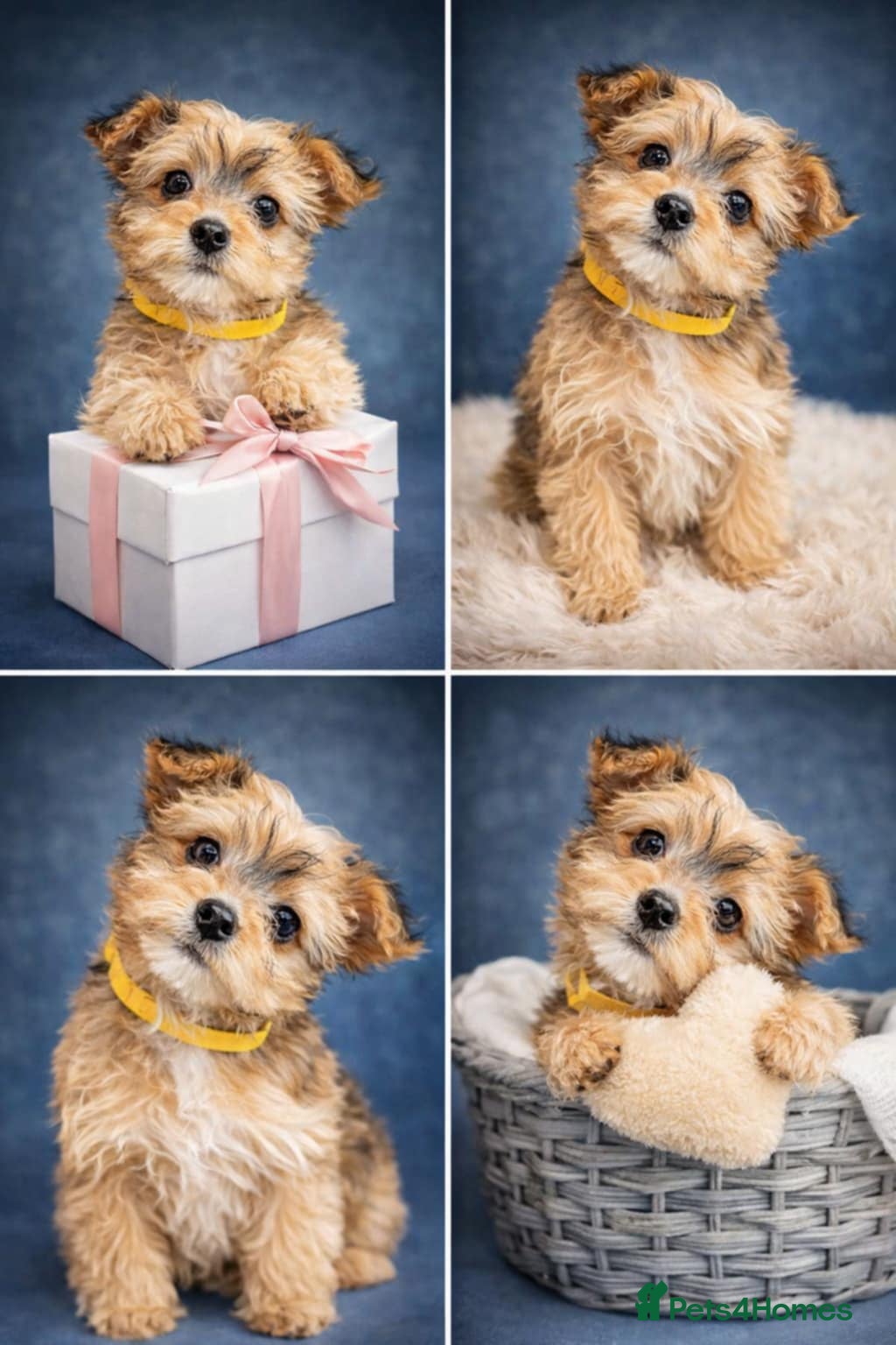 Yorkshire Terrier dogs Ready for new families-Yorkie pups rare tri colour - Advert 5