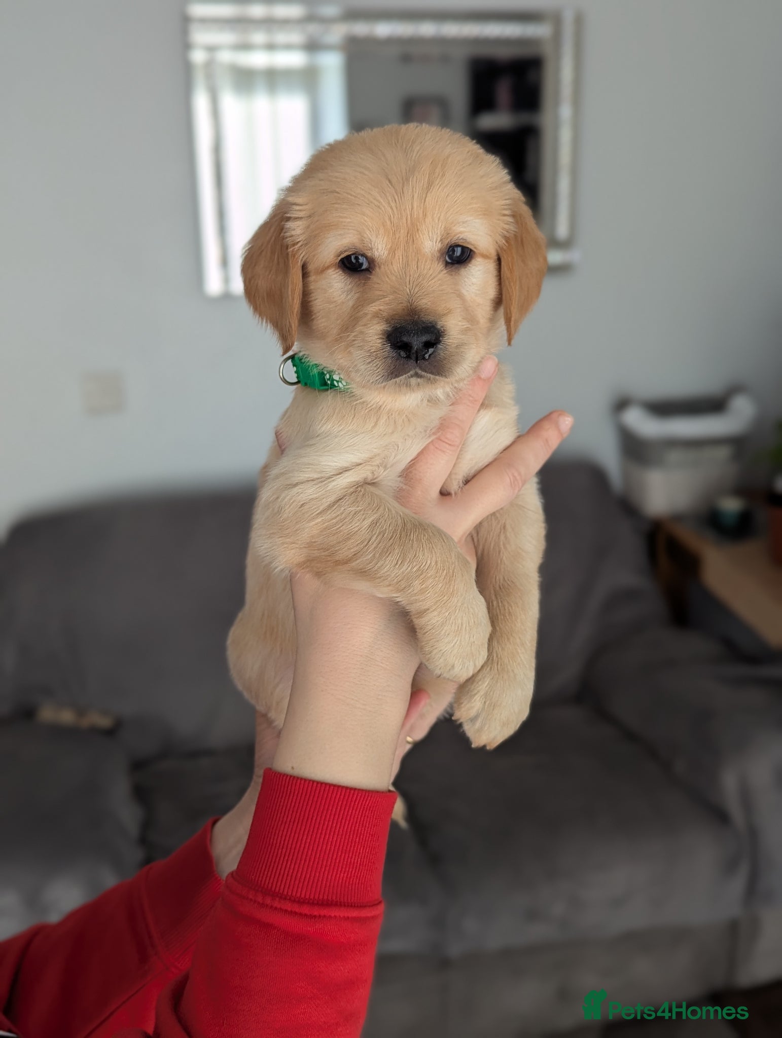 Golden Retriever dogs Beautiful golden retriever puppies for sale - Advert 6