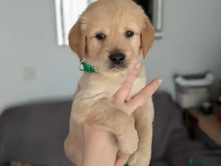 Golden Retriever dogs Beautiful golden retriever puppies for sale - Advert 4