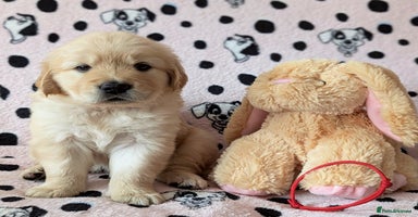Golden Retriever dogs - Advert 5