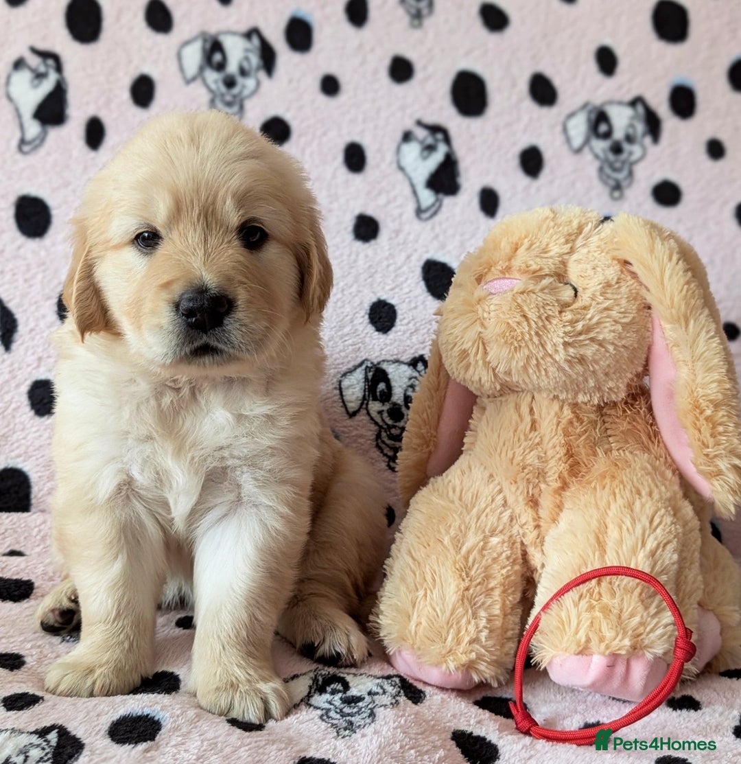Golden Retriever dogs for sale: 7 Gorgeous Golden Retriever Puppies 🥰 - Image 2